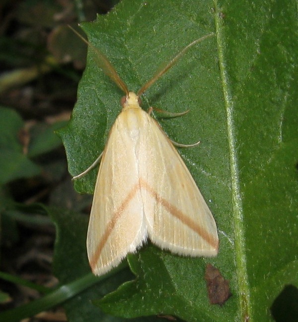 ID